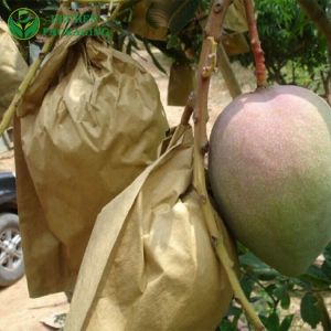 Mangoes Protection Protect Sri Lanka Mango Paper Bag