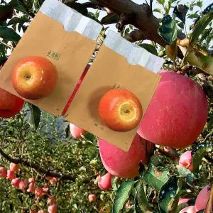 Protect Apple Grape Growing Waterproof Mango Cover Paper Bag Protect Apple Grape Growing Waterproof Mango Cover Paper Bag