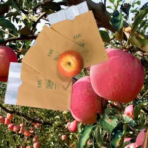 Apple Growing Fruit Paper Single Layer Pear Protection Packing Bag Apple Growing Fruit Paper Single Layer Pear Protection Packing Bag