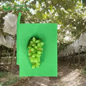 Grape Protection In Fruit Planting Protective Paper Bag For Mango Grape Protection In Fruit Planting Protective Paper Bag For Mango