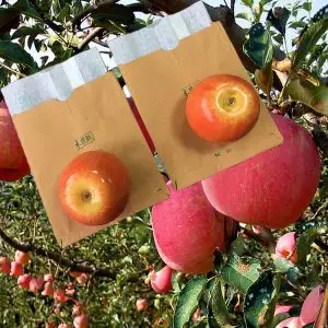 Sac de Protection des pommes, sacs de Protection des fruits en papier frais du Sri Lanka, pochettes de couverture